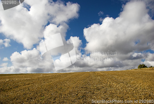 Image of Golden meadow
