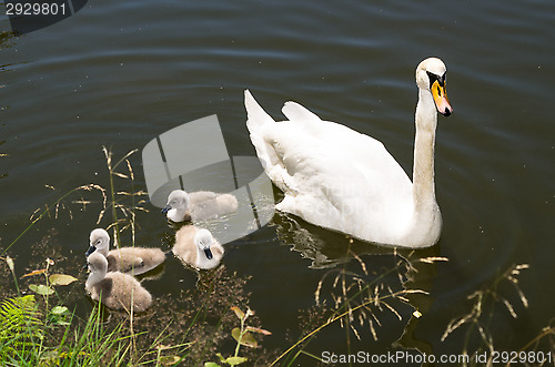 Image of Swans