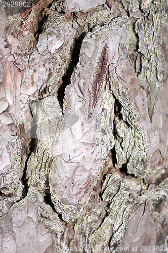 Image of Bark