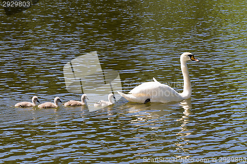 Image of Swans