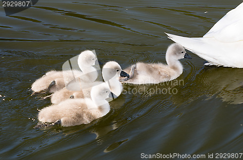 Image of Swans