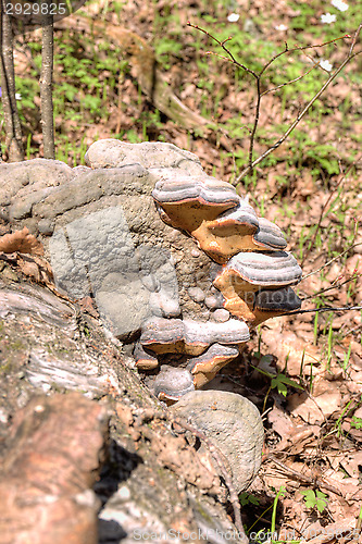 Image of Polypore