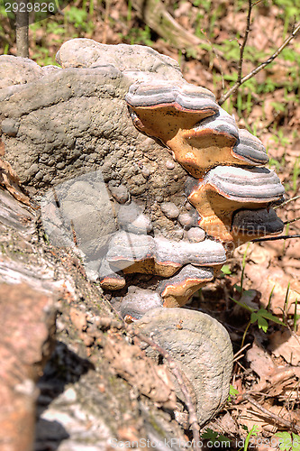 Image of Polypore