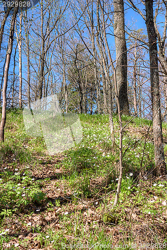Image of Spring