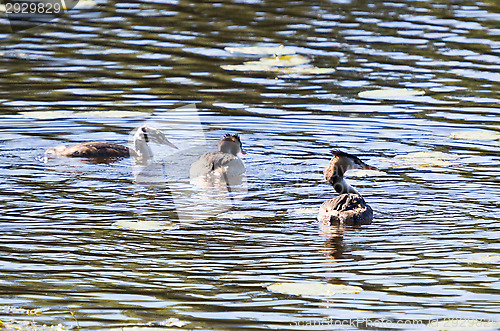 Image of Podiceps cristatus