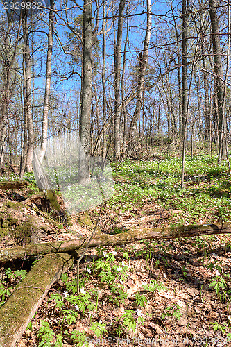 Image of Spring