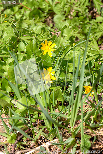 Image of Yellow flowers