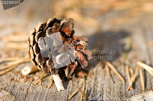 Image of Pine cone cow