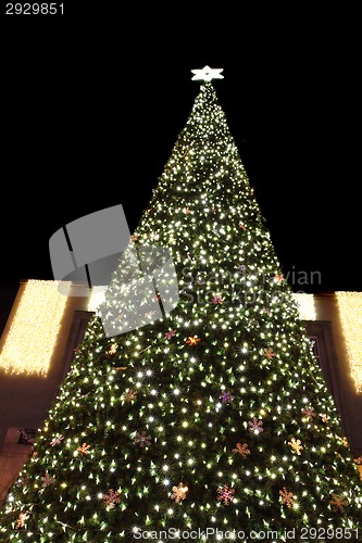 Image of christmas tree 