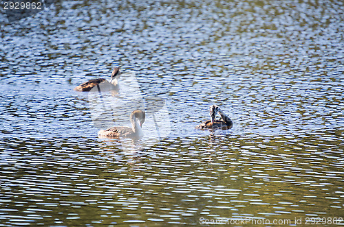 Image of Podiceps cristatus