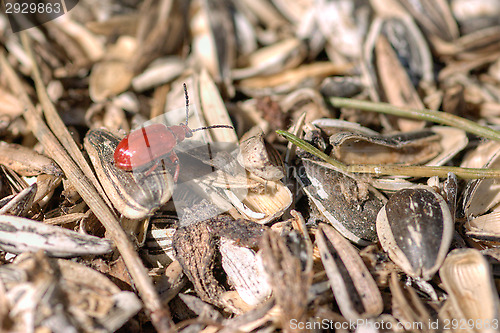 Image of Bug on seeds