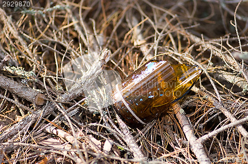 Image of Broken glass bottle