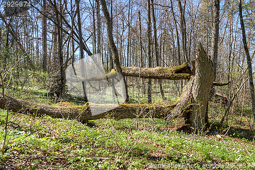 Image of Tree