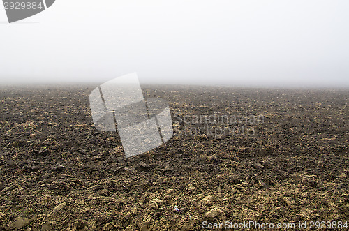 Image of Misty morning