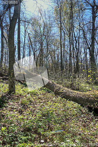 Image of Forest