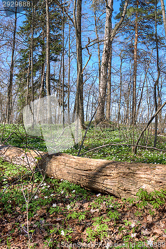 Image of Landscape
