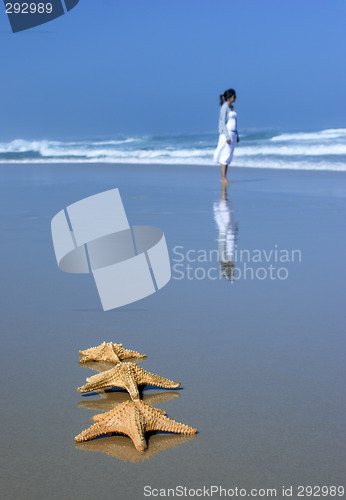 Image of Tree Starfishes