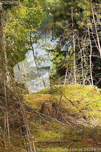 Image of Forest
