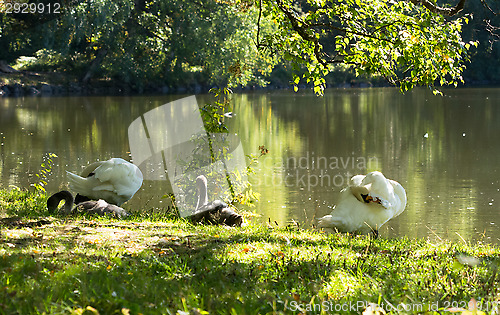 Image of Swans