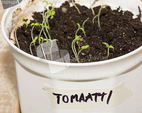 Image of Tomato