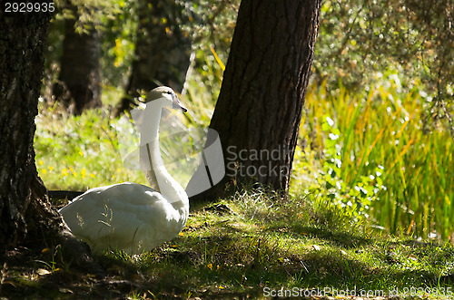Image of Swan