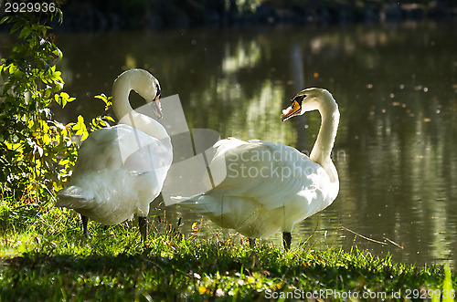 Image of Swans