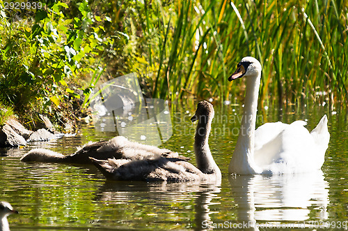 Image of Swans