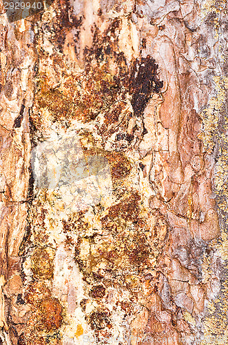 Image of Bark