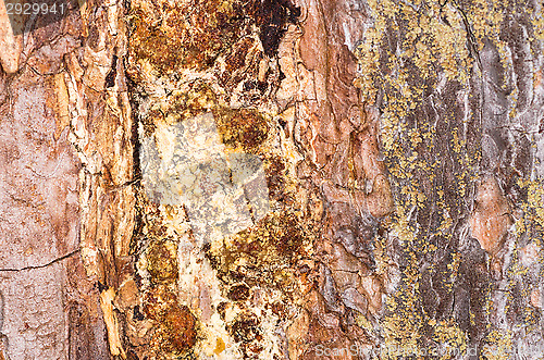 Image of Bark