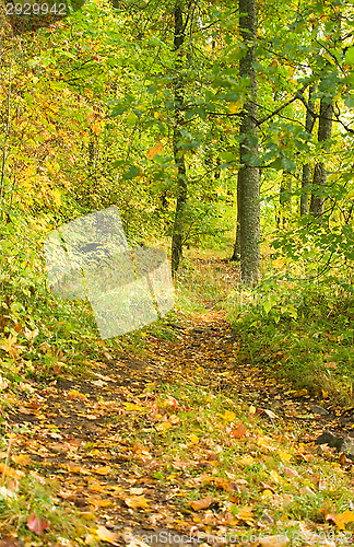 Image of Path in the forest