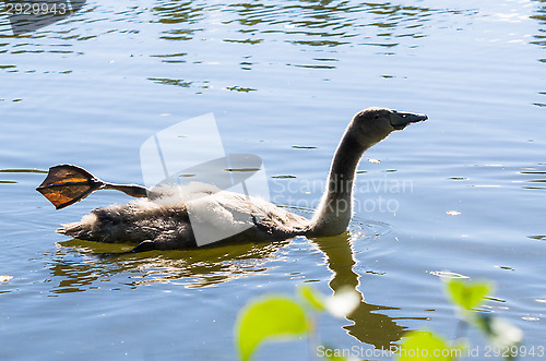 Image of Swan