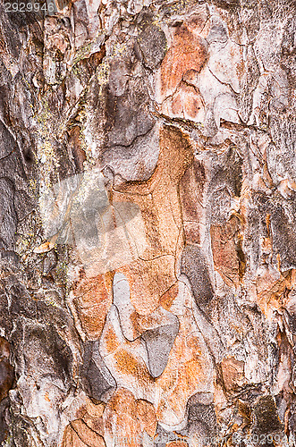 Image of Bark