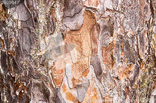 Image of Bark