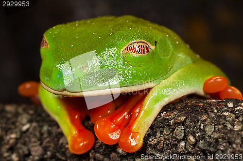 Image of Sleeping Frog