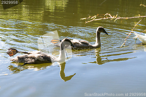 Image of Swans