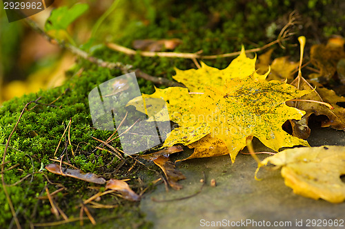 Image of Maple leafs