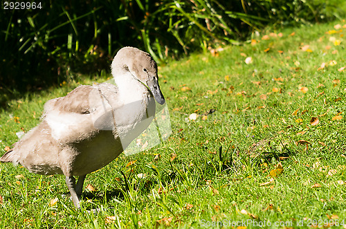 Image of Swan