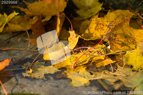 Image of Maple leafs