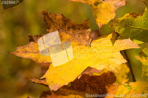 Image of Maple leafs