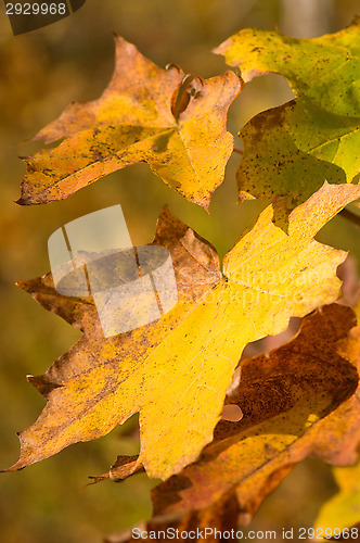 Image of Autumn colors