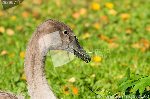 Image of Swan