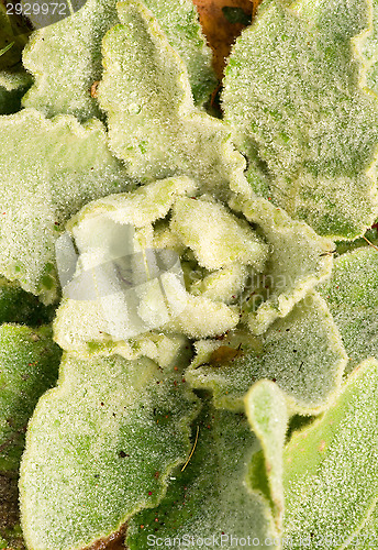 Image of Plant
