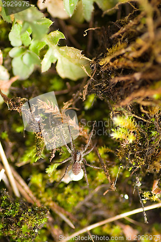 Image of Spider
