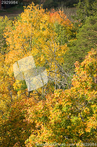 Image of Fall colors