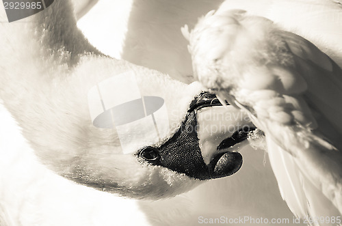Image of Swan