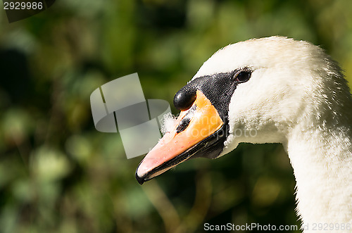 Image of Swan