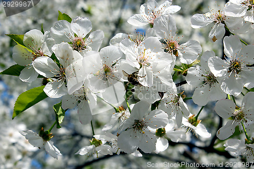 Image of branches of blossoming cherry