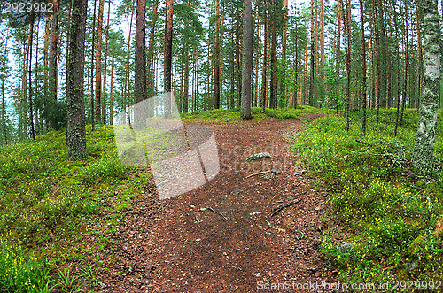 Image of Forest