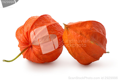 Image of Two flowers of physalis