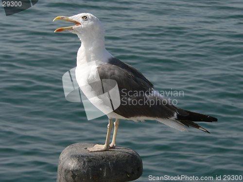 Image of Singing Seagull